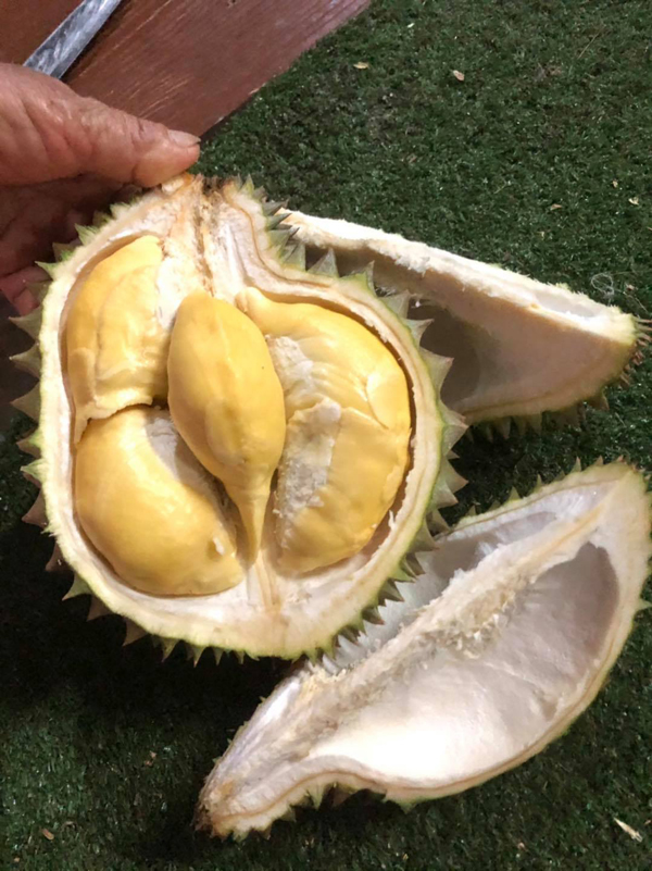 ระยอง, top 6+ สวนบุฟเฟต์ผลไม้ 2024 บุฟเฟต์ทุเรียน ราคาเดียวกินได้ไม่มีอั้น