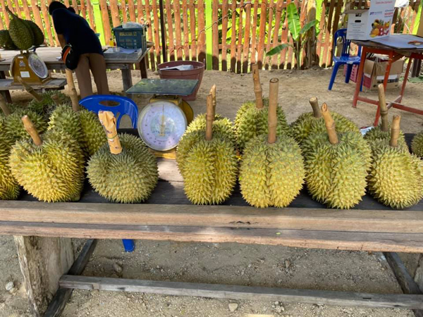 ระยอง, top 6+ สวนบุฟเฟต์ผลไม้ 2024 บุฟเฟต์ทุเรียน ราคาเดียวกินได้ไม่มีอั้น