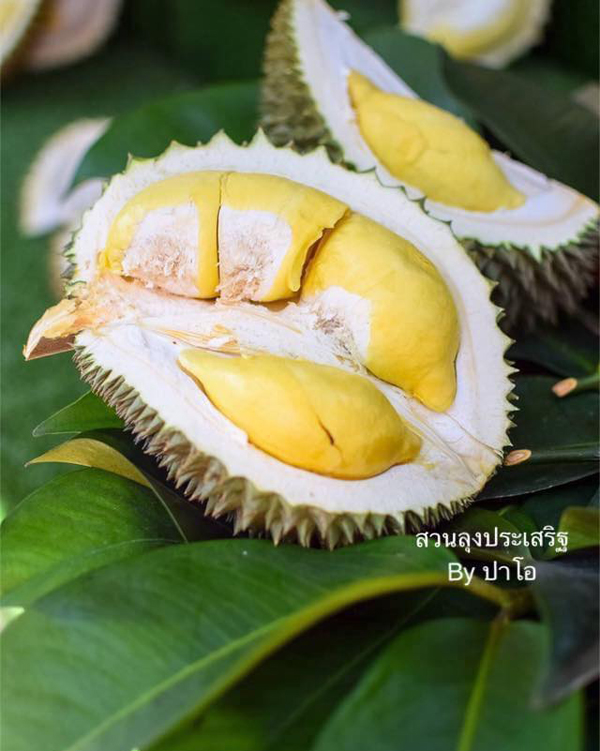 ระยอง, top 6+ สวนบุฟเฟต์ผลไม้ 2024 บุฟเฟต์ทุเรียน ราคาเดียวกินได้ไม่มีอั้น