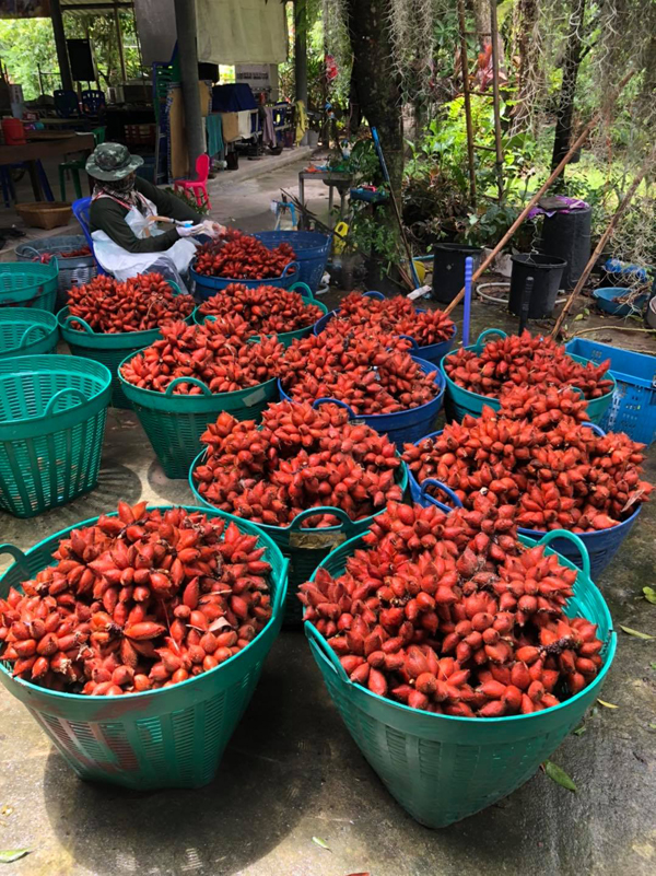 ระยอง, top 6+ สวนบุฟเฟต์ผลไม้ 2024 บุฟเฟต์ทุเรียน ราคาเดียวกินได้ไม่มีอั้น