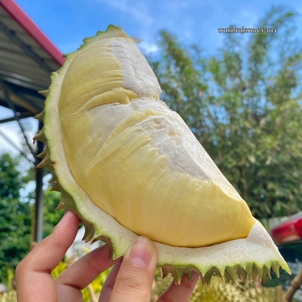 ระยอง, top 6+ สวนบุฟเฟต์ผลไม้ 2024 บุฟเฟต์ทุเรียน ราคาเดียวกินได้ไม่มีอั้น