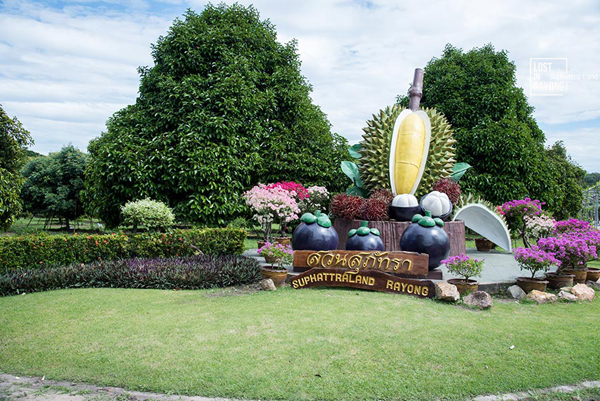 ระยอง, top 6+ สวนบุฟเฟต์ผลไม้ 2024 บุฟเฟต์ทุเรียน ราคาเดียวกินได้ไม่มีอั้น