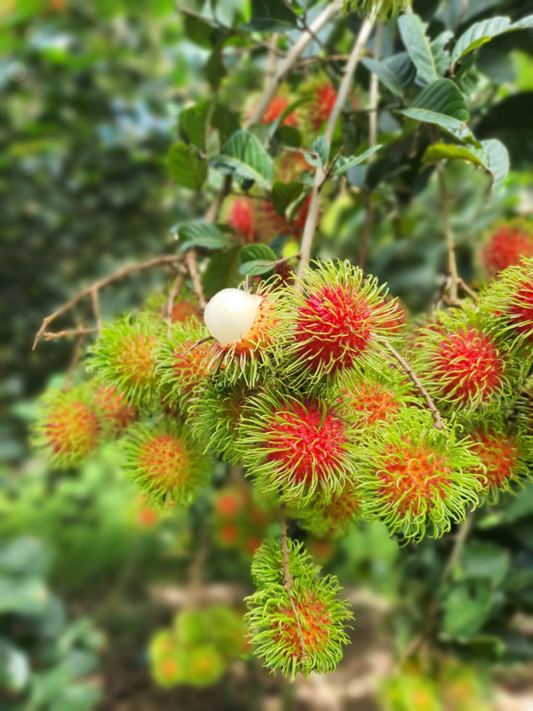 ระยอง, top 6+ สวนบุฟเฟต์ผลไม้ 2024 บุฟเฟต์ทุเรียน ราคาเดียวกินได้ไม่มีอั้น