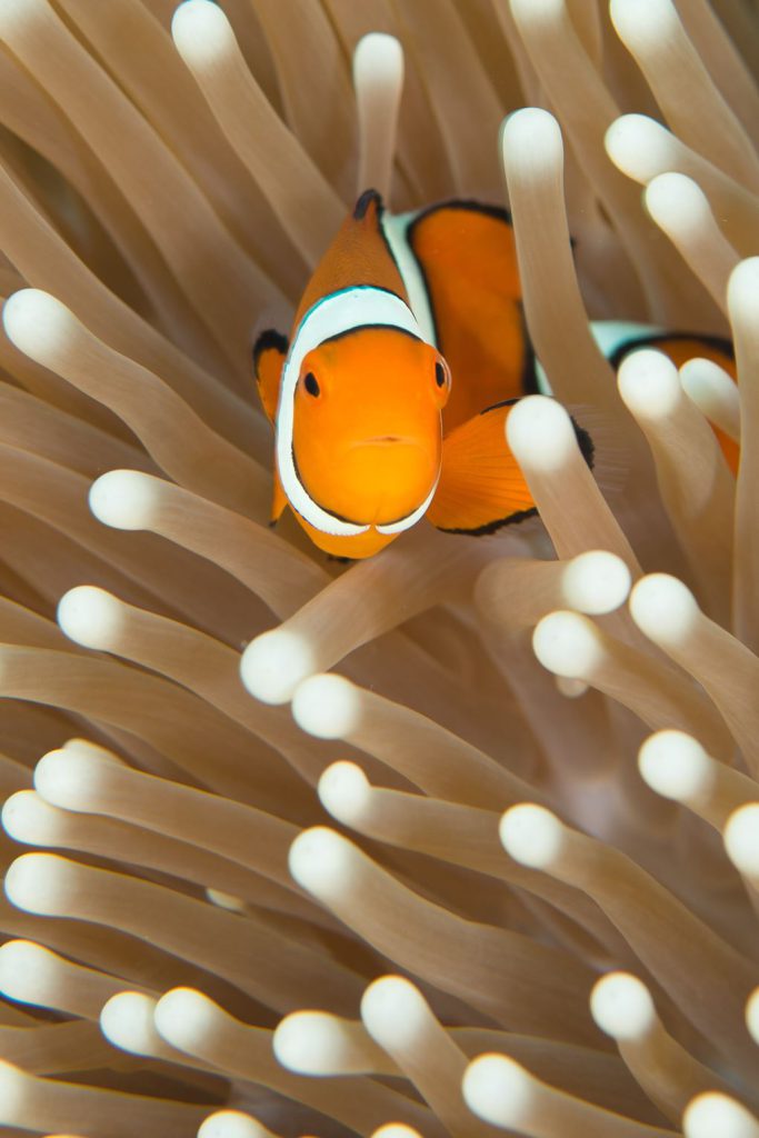 australia 2023, australian grand prix, botanical garden, brisbane, flinders street station, formula one, gallery of modern art, gold coast, hosier lane, melbourne, museum of contemporary art sydney, queen victoria market, queensland museum, st paul’s cathedral, streets beach, sydney, sydney opera house, taronga zoo, warner brothers movie world, wet&039;n&039;wild water world, ซิดนีย์, ซิดนีย์โอเปร่าเฮาส์, ตลาดควีนวิคตอเรีย, บริสเบน, พิพิธภัณฑ์ควีนส์แลนด์, วีซ่าท่องเที่ยวออสเตรเลีย, สตรีทส์ บีช, สวนสัตว์ทารองกา, สะพานฮาร์เบอร์ บริดจ์, ออสเตรเลีย 2024, ออสเตรเลีย 2567, อาสนวิหารเซนต์พอล, เที่ยวออสเตรเลีย, เมลเบิร์น, แม่น้ำยาร์รา, โกลด์ โคสต์, โฮซิเออร์ เลน, top 8+ ที่เที่ยวออสเตรเลีย 2024 เมืองที่ห้ามพลาด ชมพิพิธภัณฑ์สุดฮิป เดินเที่ยวชายหาดและเล่นเซิร์ฟ