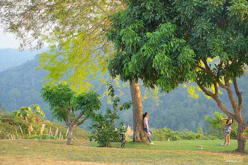 ที่พักวังน้ำเขียว, วังน้ำเขียว, ไร่รวยริน, ไร่รวยริน ที่พักรถบ้าน มองวิวเขาชมธรรมชาติ