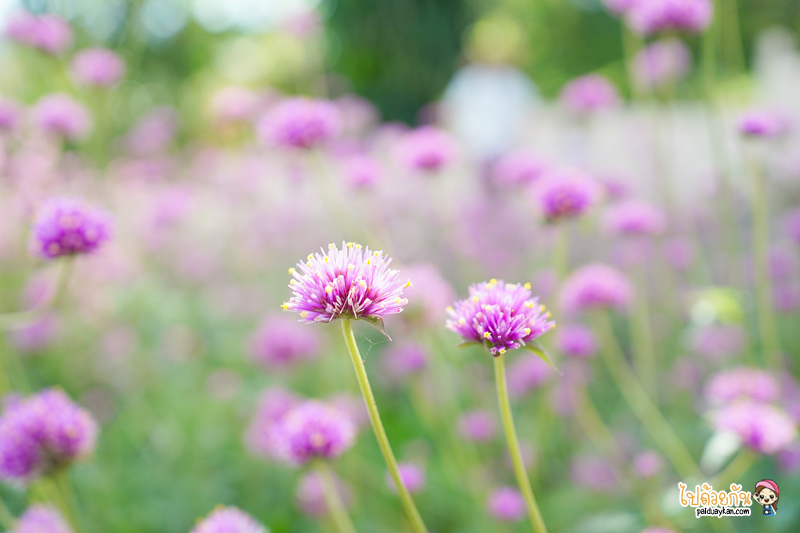 เที่ยวน้ำหนาว, coffee view น้ำหนาว, ร้านกาแฟน้ำหนาว, coffee view น้ำหนาว