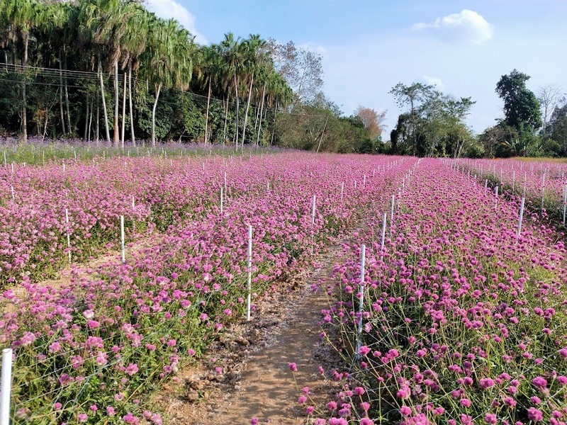 b.n. farm, จุดชมวิววัดกองเนียม, ตะเคียนโง๊ะ, ถนนคนเดินไทหล่ม, ที่ทำการไปรษณีย์เขาค้อ, ที่เที่ยวเพชรบูรณ์, ที่เที่ยวเพชรบูรณ์ 2023, ที่เที่ยวเพชรบูรณ์ 2566, ทุ่งกังหันลมเขาค้อ, น้ำตกศรีดิษฐ์, พระบรมธาตุเจดีย์กาญจนาภิเษก, พระพุทธมหาธรรมราชาเฉลิมพระเกียรติ, พิพิธภัณฑ์อาวุธเขาค้อ, ภูทับเบิก, ภูหินร่องกล้า, ภูแผงม้า, วัดกองเนียม, วัดธรรมยาน, วัดพระธาตุผาซ่อนแก้ว, สกายวอล์คภูเลิศ, สะพานพ่อขุนผาเมือง, สะพานห้วยตอง, อุทยานแห่งชาติตาดหมอก, อุทยานแห่งชาติทุ่งแสลงหลวง, อุทยานแห่งชาติน้ำหนาว, เขาค้อ, เขาค้อ 2023, เขาตะเคียนโง๊ะ, เที่ยวเพชรบูรณ์, เพชรบูรณ์, แก่งบางระจัน, ไร่ gb เขาค้อ, ไร่ บี.เอ็น. ฟาร์ม, ไร่จีบี เขาค้อ, top 20+ ที่เที่ยวเพชรบูรณ์ [กรกฎาคม 2024] สัมผัสทะเลหมอกสุดฟิน เที่ยวชมดินแดนแห่งธรรมชาติ