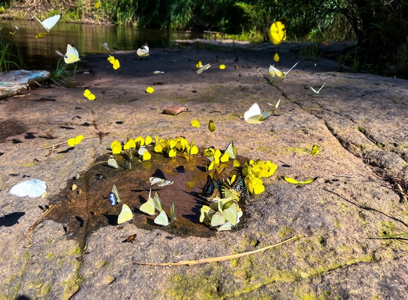 b.n. farm, จุดชมวิววัดกองเนียม, ตะเคียนโง๊ะ, ถนนคนเดินไทหล่ม, ที่ทำการไปรษณีย์เขาค้อ, ที่เที่ยวเพชรบูรณ์, ที่เที่ยวเพชรบูรณ์ 2023, ที่เที่ยวเพชรบูรณ์ 2566, ทุ่งกังหันลมเขาค้อ, น้ำตกศรีดิษฐ์, พระบรมธาตุเจดีย์กาญจนาภิเษก, พระพุทธมหาธรรมราชาเฉลิมพระเกียรติ, พิพิธภัณฑ์อาวุธเขาค้อ, ภูทับเบิก, ภูหินร่องกล้า, ภูแผงม้า, วัดกองเนียม, วัดธรรมยาน, วัดพระธาตุผาซ่อนแก้ว, สกายวอล์คภูเลิศ, สะพานพ่อขุนผาเมือง, สะพานห้วยตอง, อุทยานแห่งชาติตาดหมอก, อุทยานแห่งชาติทุ่งแสลงหลวง, อุทยานแห่งชาติน้ำหนาว, เขาค้อ, เขาค้อ 2023, เขาตะเคียนโง๊ะ, เที่ยวเพชรบูรณ์, เพชรบูรณ์, แก่งบางระจัน, ไร่ gb เขาค้อ, ไร่ บี.เอ็น. ฟาร์ม, ไร่จีบี เขาค้อ, top 20+ ที่เที่ยวเพชรบูรณ์ [กรกฎาคม 2024] สัมผัสทะเลหมอกสุดฟิน เที่ยวชมดินแดนแห่งธรรมชาติ