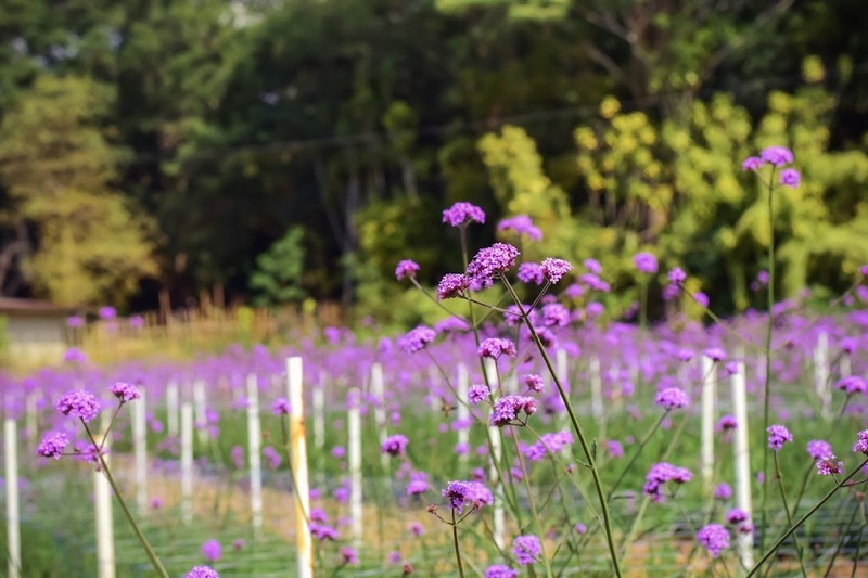 b.n. farm, จุดชมวิววัดกองเนียม, ตะเคียนโง๊ะ, ถนนคนเดินไทหล่ม, ที่ทำการไปรษณีย์เขาค้อ, ที่เที่ยวเพชรบูรณ์, ที่เที่ยวเพชรบูรณ์ 2023, ที่เที่ยวเพชรบูรณ์ 2566, ทุ่งกังหันลมเขาค้อ, น้ำตกศรีดิษฐ์, พระบรมธาตุเจดีย์กาญจนาภิเษก, พระพุทธมหาธรรมราชาเฉลิมพระเกียรติ, พิพิธภัณฑ์อาวุธเขาค้อ, ภูทับเบิก, ภูหินร่องกล้า, ภูแผงม้า, วัดกองเนียม, วัดธรรมยาน, วัดพระธาตุผาซ่อนแก้ว, สกายวอล์คภูเลิศ, สะพานพ่อขุนผาเมือง, สะพานห้วยตอง, อุทยานแห่งชาติตาดหมอก, อุทยานแห่งชาติทุ่งแสลงหลวง, อุทยานแห่งชาติน้ำหนาว, เขาค้อ, เขาค้อ 2023, เขาตะเคียนโง๊ะ, เที่ยวเพชรบูรณ์, เพชรบูรณ์, แก่งบางระจัน, ไร่ gb เขาค้อ, ไร่ บี.เอ็น. ฟาร์ม, ไร่จีบี เขาค้อ, top 20+ ที่เที่ยวเพชรบูรณ์ [กรกฎาคม 2024] สัมผัสทะเลหมอกสุดฟิน เที่ยวชมดินแดนแห่งธรรมชาติ