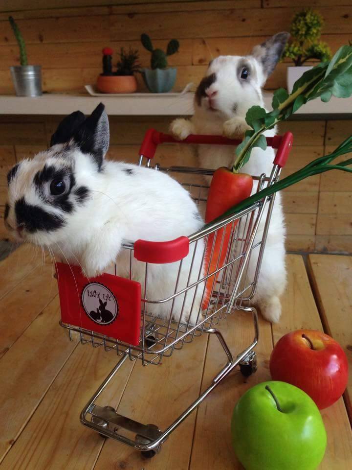 bts ปุณณวิถี : รวมร้านอาหาร คาเฟ่ คาวหวานครบ จบที่นี่!