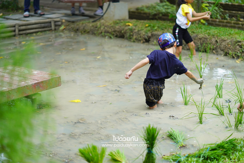 สถานที่ท่องเที่ยวปทุมธานี, คาเฟ่ปทุมธานี, ร้านกาแฟปทุมธานี, 1000 ไม้cafe & farm, บ้าน1000ไม้, บ้าน ๑,๐๐๐  ไม้ cafe & farm แหล่งเรียนรู้การเกษตรสำหรับเยาวชน