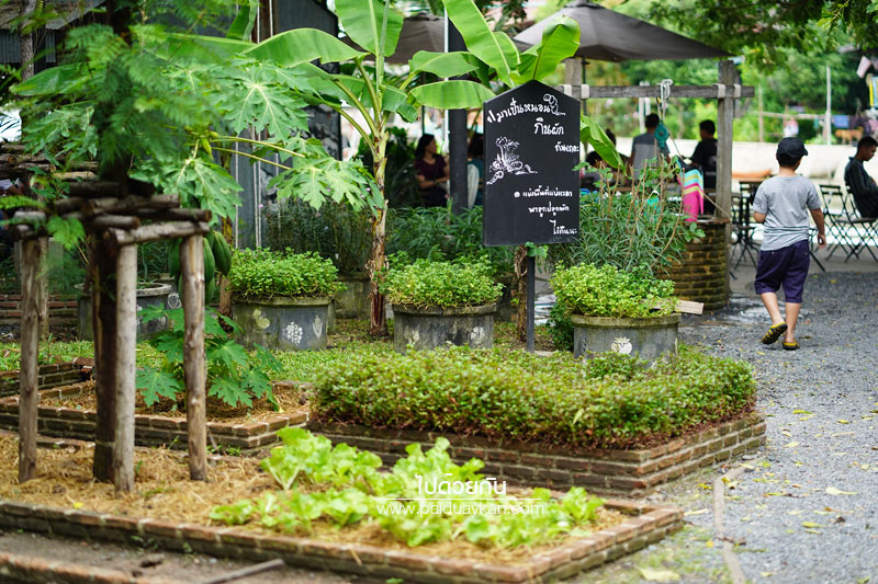สถานที่ท่องเที่ยวปทุมธานี, คาเฟ่ปทุมธานี, ร้านกาแฟปทุมธานี, 1000 ไม้cafe & farm, บ้าน1000ไม้, บ้าน ๑,๐๐๐  ไม้ cafe & farm แหล่งเรียนรู้การเกษตรสำหรับเยาวชน