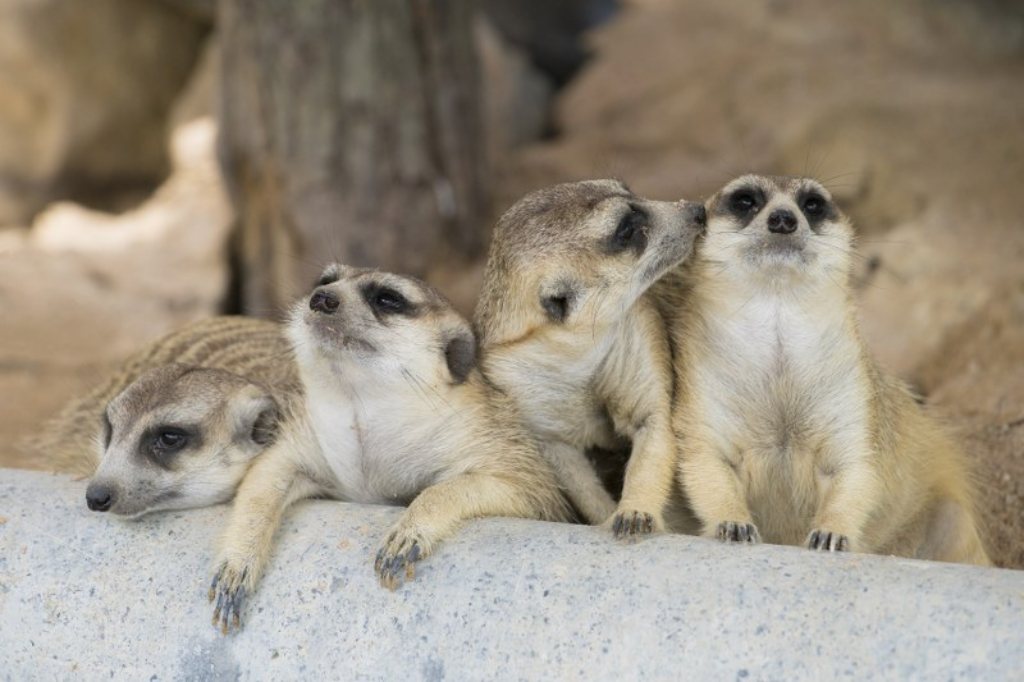 artory cafe & crafts, namon nomwan, open house cafe, red temp coffee, seafood club bangsean, จุดชมวิวเขาสามมุข, ซีฟู้ดคลับ บางแสน, ตลาดหนองมน, ถนนคนเดินบางแสน, ทะเลบางแสน, ที่เที่ยวบางแสน, ที่เที่ยวบางแสน 2023, ที่เที่ยวบางแสน 2024, ที่เที่ยวบางแสน 2566, บางแสน, บางแสน 2024, บางแสน 2567, สวนสัตว์เปิดเขาเขียว, หน้ามนหนมหวาน, หาดบางแสน, หาดวอนนภา, อ่างเก็บน้ำบางพระ, เขาสามมุข, เที่ยวบางแสน, เที่ยวบางแสน 2024, เที่ยวบางแสน 2567, top 21+ ที่เที่ยวบางแสน [กรกฎาคม 2024] ที่ต้องแวะเช็คอิน พักผ่อนสบาย ๆ ในช่วงวันหยุด