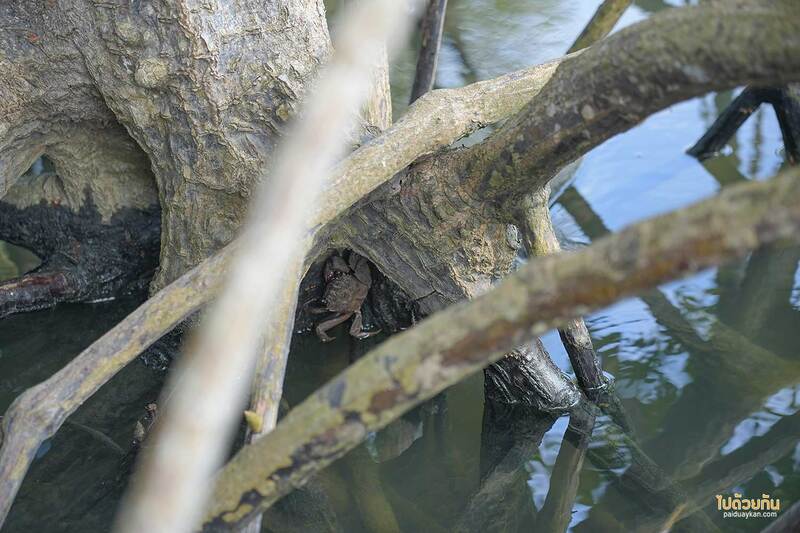 เที่ยวจันทบุรี, ที่พักจันทบุรี, เสม็ดงาม โฮมสเตย์ ที่พักมินินอล วิวป่าโกงกาง จัดเต็มอาหารทะเล