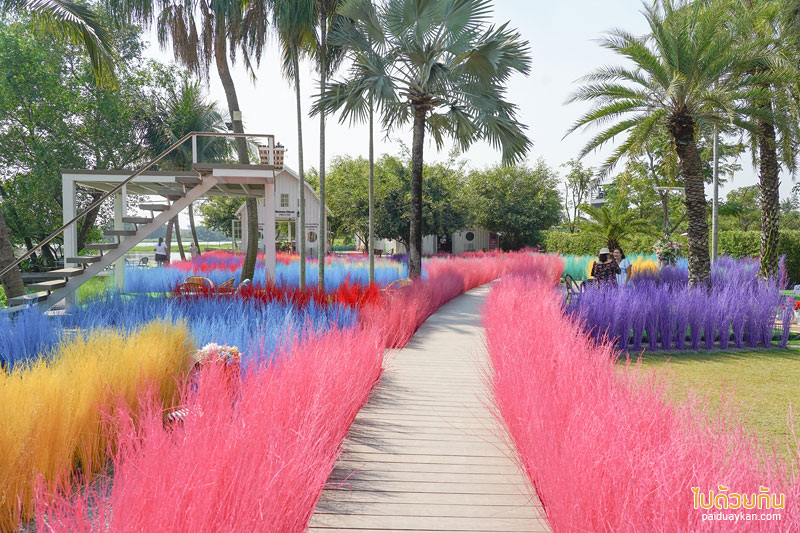 คาเฟ่นครปฐม, คาเฟ่สามพราน, memory house cafe สามพราน, memory house cafe สามพราน ถ่ายรูปฟุ้งฟิ้งกับทุ่งหญ้าหลากสี