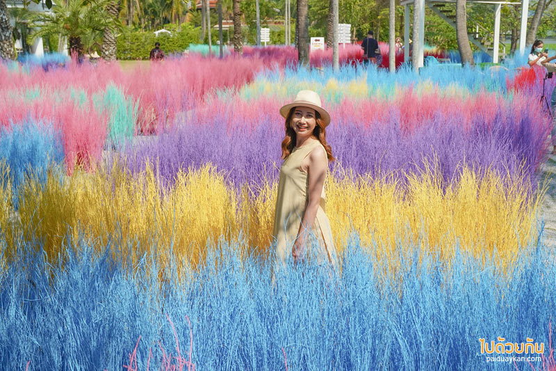 คาเฟ่นครปฐม, คาเฟ่สามพราน, memory house cafe สามพราน, memory house cafe สามพราน ถ่ายรูปฟุ้งฟิ้งกับทุ่งหญ้าหลากสี