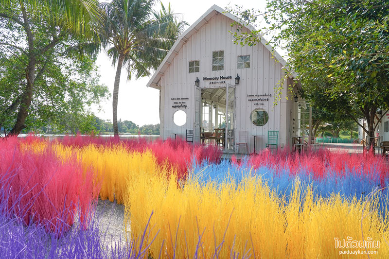 คาเฟ่นครปฐม, คาเฟ่สามพราน, memory house cafe สามพราน, memory house cafe สามพราน ถ่ายรูปฟุ้งฟิ้งกับทุ่งหญ้าหลากสี