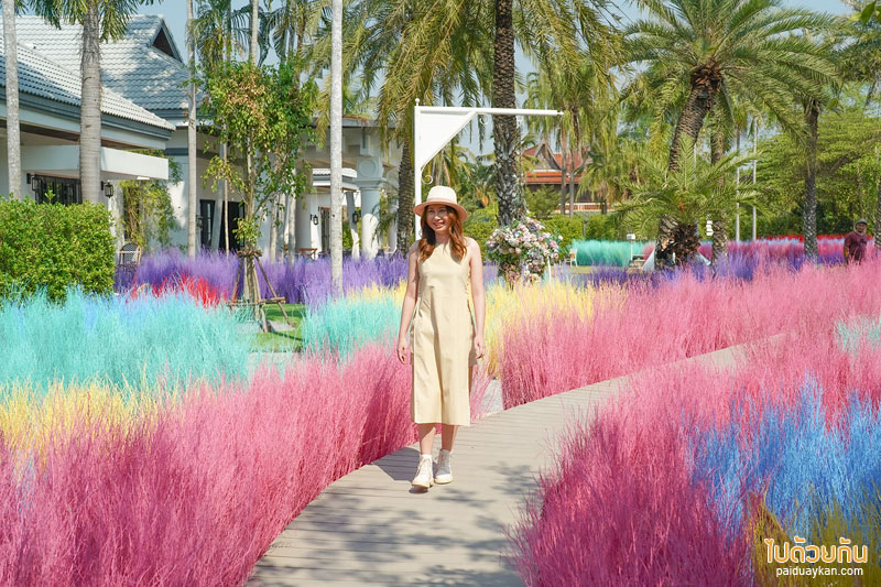 คาเฟ่นครปฐม, คาเฟ่สามพราน, memory house cafe สามพราน, memory house cafe สามพราน ถ่ายรูปฟุ้งฟิ้งกับทุ่งหญ้าหลากสี