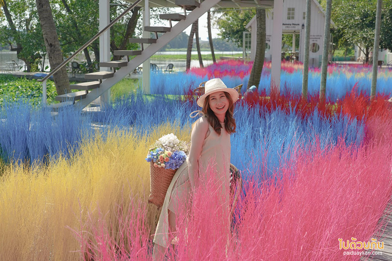 คาเฟ่นครปฐม, คาเฟ่สามพราน, memory house cafe สามพราน, memory house cafe สามพราน ถ่ายรูปฟุ้งฟิ้งกับทุ่งหญ้าหลากสี