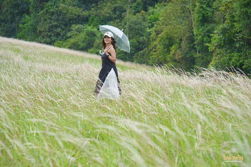 อุทยานแห่งชาติเขาใหญ่, ทุ่งหญ้าเขาใหญ่, เที่ยวเขาใหญ่, เขาใหญ่, ปลุกความสดชื่น เปิดประสบการณ์เที่ยวธรรมชาติ ที่ อุทยานแห่งชาติเขาใหญ่