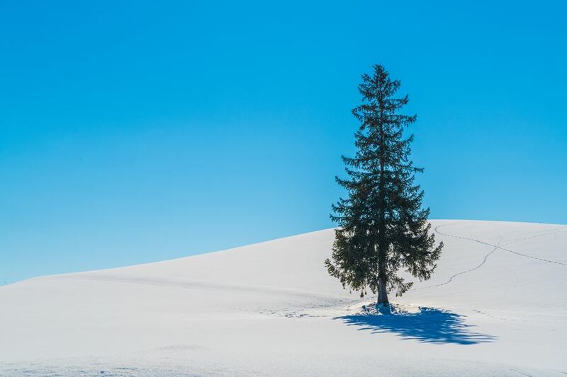 asahiyama zoo, daimaru, hill of the buddha, hokkaido shrine, jigokudani noboribetsu, lake shikotsu, makomonai takino, mt. moiwa, nijo market, nikka, ningle terrance, niseko village ski resort, noren yokocho, otaru, otaru aquarium, sapporo station, sapporo stellar place, snow festival, susukino, tanukikoji, ขนมฮอกไกโด, คลองโอตารุ, จุดชมวิวโมอิวะ, ซัปโปโร, ซูซูกิโนะ, ตลาดนิโจ, ทะเลสาปชิโกสึ, ทานูกิโคจิ, นิเซโกะ สกีรีสอร์ท, พิพิธภัณฑ์สัตว์น้ำโอตารุ, ภูเขาโมอิวะ, ย่านซูซูกิโนะ, ลานสกีฮอกไกโด, ศาลเจ้าฮอกไกโด, สถานีรถไฟซัปโปโร, สวนสัตว์อาซาฮิยามะ, หมู่บ้านเทพนิยาย, หุบเขานรก, ฮอกไกโด 2024, ฮอกไกโด 2567, เที่ยวฮอกไกโด 2024, เที่ยวฮอกไกโด 2567, เนินเขาแห่งพระพุทธเจ้า, เเล่นสกีฮอกไกโด, แลนด์มาร์ฮอกไกโด, โมอาย ฮอกไกโด, top 15+ ที่เที่ยวฮอกไกโด 2024 เก็บทุกจุดแลนด์มาร์ค บรรยากาศฟินๆ