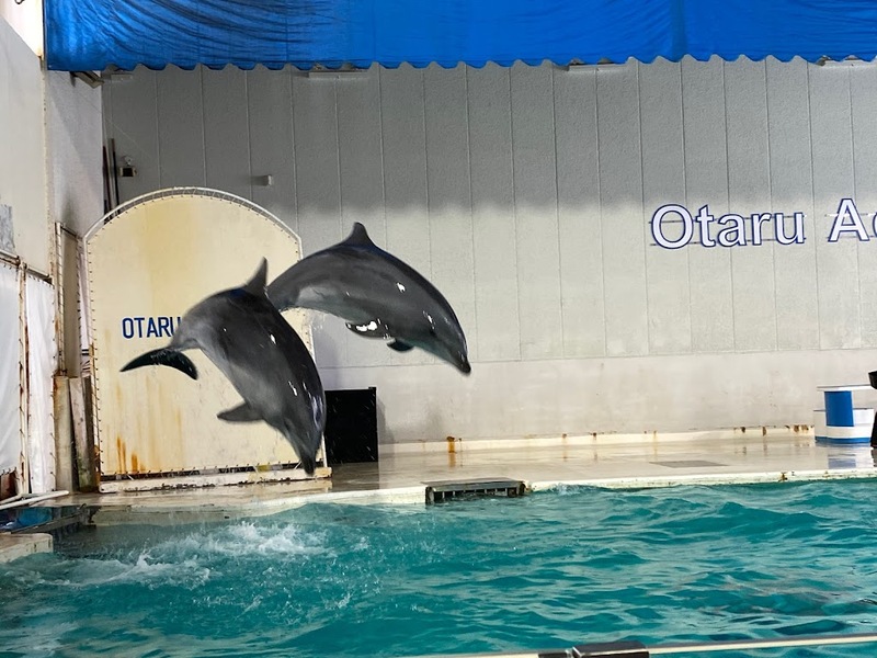 asahiyama zoo, daimaru, hill of the buddha, hokkaido shrine, jigokudani noboribetsu, lake shikotsu, makomonai takino, mt. moiwa, nijo market, nikka, ningle terrance, niseko village ski resort, noren yokocho, otaru, otaru aquarium, sapporo station, sapporo stellar place, snow festival, susukino, tanukikoji, ขนมฮอกไกโด, คลองโอตารุ, จุดชมวิวโมอิวะ, ซัปโปโร, ซูซูกิโนะ, ตลาดนิโจ, ทะเลสาปชิโกสึ, ทานูกิโคจิ, นิเซโกะ สกีรีสอร์ท, พิพิธภัณฑ์สัตว์น้ำโอตารุ, ภูเขาโมอิวะ, ย่านซูซูกิโนะ, ลานสกีฮอกไกโด, ศาลเจ้าฮอกไกโด, สถานีรถไฟซัปโปโร, สวนสัตว์อาซาฮิยามะ, หมู่บ้านเทพนิยาย, หุบเขานรก, ฮอกไกโด 2024, ฮอกไกโด 2567, เที่ยวฮอกไกโด 2024, เที่ยวฮอกไกโด 2567, เนินเขาแห่งพระพุทธเจ้า, เเล่นสกีฮอกไกโด, แลนด์มาร์ฮอกไกโด, โมอาย ฮอกไกโด, top 15+ ที่เที่ยวฮอกไกโด 2024 เก็บทุกจุดแลนด์มาร์ค บรรยากาศฟินๆ