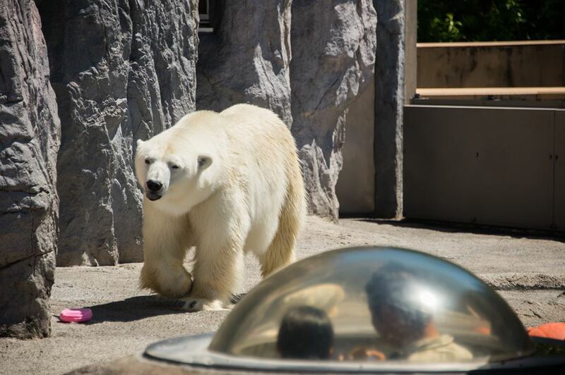 asahiyama zoo, daimaru, hill of the buddha, hokkaido shrine, jigokudani noboribetsu, lake shikotsu, makomonai takino, mt. moiwa, nijo market, nikka, ningle terrance, niseko village ski resort, noren yokocho, otaru, otaru aquarium, sapporo station, sapporo stellar place, snow festival, susukino, tanukikoji, ขนมฮอกไกโด, คลองโอตารุ, จุดชมวิวโมอิวะ, ซัปโปโร, ซูซูกิโนะ, ตลาดนิโจ, ทะเลสาปชิโกสึ, ทานูกิโคจิ, นิเซโกะ สกีรีสอร์ท, พิพิธภัณฑ์สัตว์น้ำโอตารุ, ภูเขาโมอิวะ, ย่านซูซูกิโนะ, ลานสกีฮอกไกโด, ศาลเจ้าฮอกไกโด, สถานีรถไฟซัปโปโร, สวนสัตว์อาซาฮิยามะ, หมู่บ้านเทพนิยาย, หุบเขานรก, ฮอกไกโด 2024, ฮอกไกโด 2567, เที่ยวฮอกไกโด 2024, เที่ยวฮอกไกโด 2567, เนินเขาแห่งพระพุทธเจ้า, เเล่นสกีฮอกไกโด, แลนด์มาร์ฮอกไกโด, โมอาย ฮอกไกโด, top 15+ ที่เที่ยวฮอกไกโด 2024 เก็บทุกจุดแลนด์มาร์ค บรรยากาศฟินๆ
