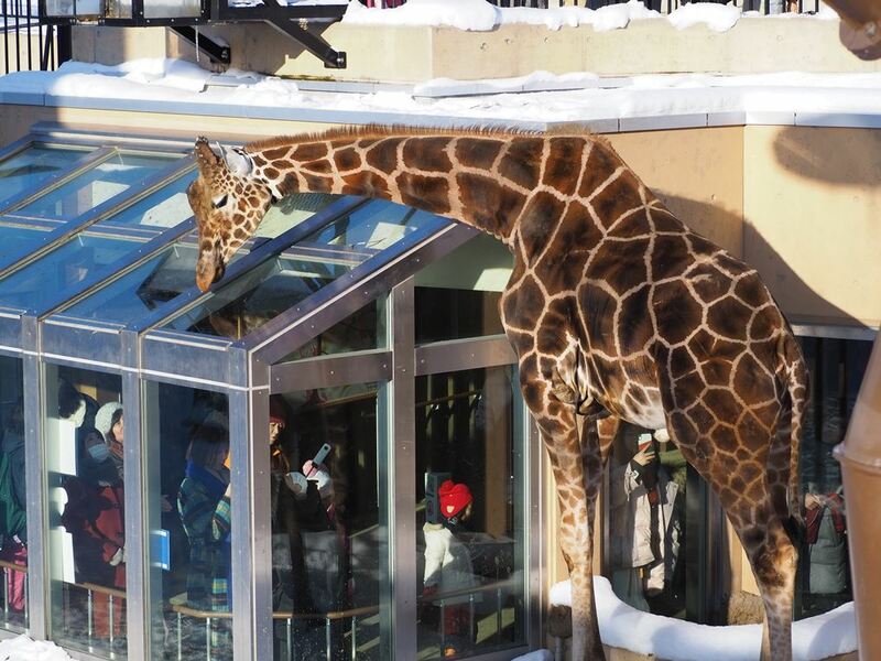 asahiyama zoo, daimaru, hill of the buddha, hokkaido shrine, jigokudani noboribetsu, lake shikotsu, makomonai takino, mt. moiwa, nijo market, nikka, ningle terrance, niseko village ski resort, noren yokocho, otaru, otaru aquarium, sapporo station, sapporo stellar place, snow festival, susukino, tanukikoji, ขนมฮอกไกโด, คลองโอตารุ, จุดชมวิวโมอิวะ, ซัปโปโร, ซูซูกิโนะ, ตลาดนิโจ, ทะเลสาปชิโกสึ, ทานูกิโคจิ, นิเซโกะ สกีรีสอร์ท, พิพิธภัณฑ์สัตว์น้ำโอตารุ, ภูเขาโมอิวะ, ย่านซูซูกิโนะ, ลานสกีฮอกไกโด, ศาลเจ้าฮอกไกโด, สถานีรถไฟซัปโปโร, สวนสัตว์อาซาฮิยามะ, หมู่บ้านเทพนิยาย, หุบเขานรก, ฮอกไกโด 2024, ฮอกไกโด 2567, เที่ยวฮอกไกโด 2024, เที่ยวฮอกไกโด 2567, เนินเขาแห่งพระพุทธเจ้า, เเล่นสกีฮอกไกโด, แลนด์มาร์ฮอกไกโด, โมอาย ฮอกไกโด, top 15+ ที่เที่ยวฮอกไกโด 2024 เก็บทุกจุดแลนด์มาร์ค บรรยากาศฟินๆ