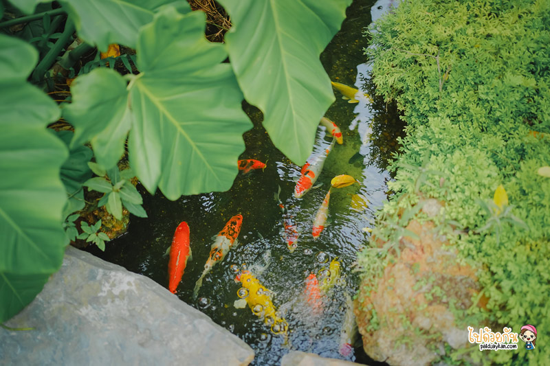 คาเฟ่หนองจอก, ร้านกาแฟหนองจอก, ร้านอาหารหนองจอก, เที่ยวหนองจอก, i am café หนองจอก, i am cafe หนองจอก คาเฟ่ชวนฝันสไตล์อิงลิชคอทเทจ