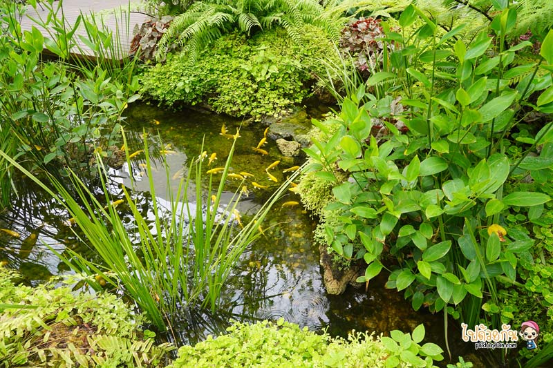 คาเฟ่เกษตรนวมินทร์, ร้านอาหารเรียบด่วนรามอินทรา, ร้านอาหารรามอินทรา, คาเฟ่รามอินทรา, ขมิ้นคาเฟ่, ขมิ้นคาเฟ่ คาเฟ่ในอาคารเก๋ กลางสวนป่า