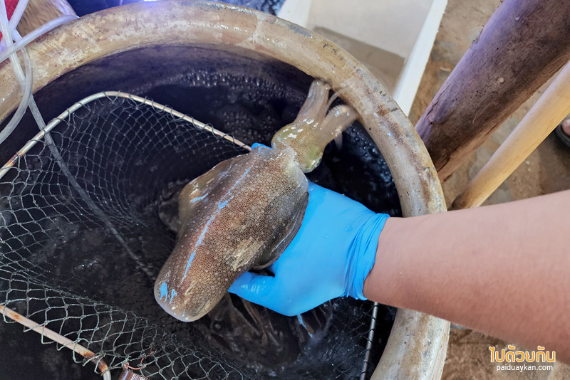 ไต๋อวน นาจอมเทียน, ร้านหมึกสดพัทยา, ร้านอาหาทะเลพัทยา, ไต๋อวน นาจอมเทียน กินหมึกสด ปลาซาซึมิ ริมทะเลลพัทยา