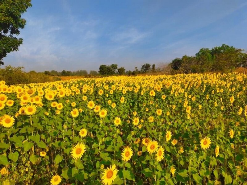 เขาใหญ่, top 17+ ที่เที่ยวโคราช 2567 ที่เที่ยวในเมือง เขาใหญ่ สถานที่ถ่ายรูปสวย บรรยากาศดี