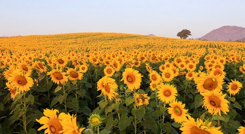 เขาใหญ่, top 17+ ที่เที่ยวโคราช 2567 ที่เที่ยวในเมือง เขาใหญ่ สถานที่ถ่ายรูปสวย บรรยากาศดี