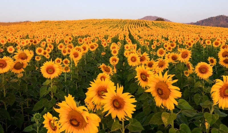 เขาใหญ่, top 17+ ที่เที่ยวโคราช 2567 ที่เที่ยวในเมือง เขาใหญ่ สถานที่ถ่ายรูปสวย บรรยากาศดี