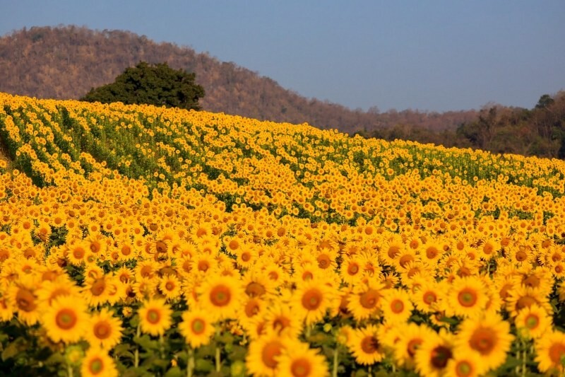 เขาใหญ่, top 17+ ที่เที่ยวโคราช 2567 ที่เที่ยวในเมือง เขาใหญ่ สถานที่ถ่ายรูปสวย บรรยากาศดี