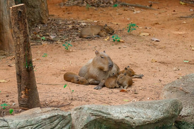 เขาใหญ่, top 17+ ที่เที่ยวโคราช 2567 ที่เที่ยวในเมือง เขาใหญ่ สถานที่ถ่ายรูปสวย บรรยากาศดี