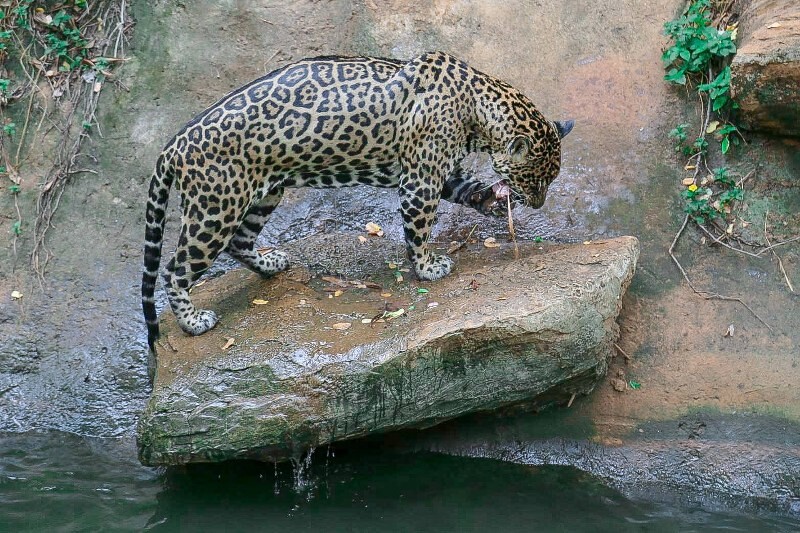 เขาใหญ่, top 17+ ที่เที่ยวโคราช 2567 ที่เที่ยวในเมือง เขาใหญ่ สถานที่ถ่ายรูปสวย บรรยากาศดี