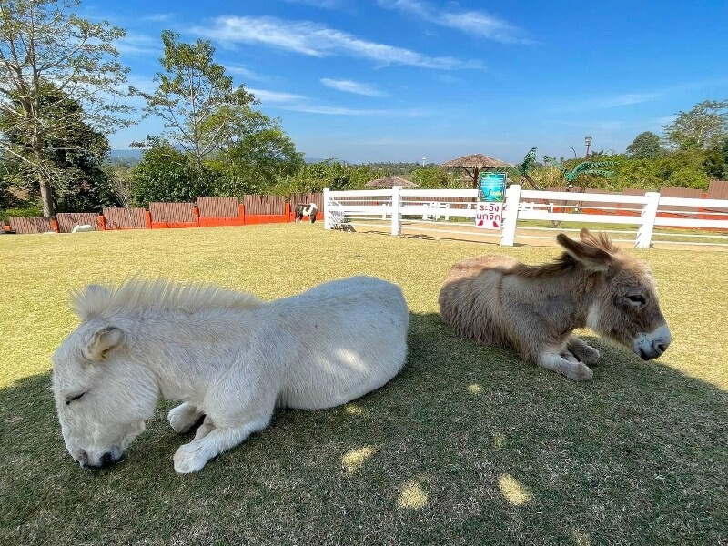 เขาใหญ่, top 17+ ที่เที่ยวโคราช 2567 ที่เที่ยวในเมือง เขาใหญ่ สถานที่ถ่ายรูปสวย บรรยากาศดี