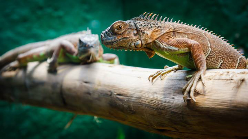 พัทยา, top 19+ ที่เที่ยวพัทยา 2567 ที่เที่ยวเปิดใหม่ ใกล้กรุงเทพฯ ไปเช้าเย็นกลับได้