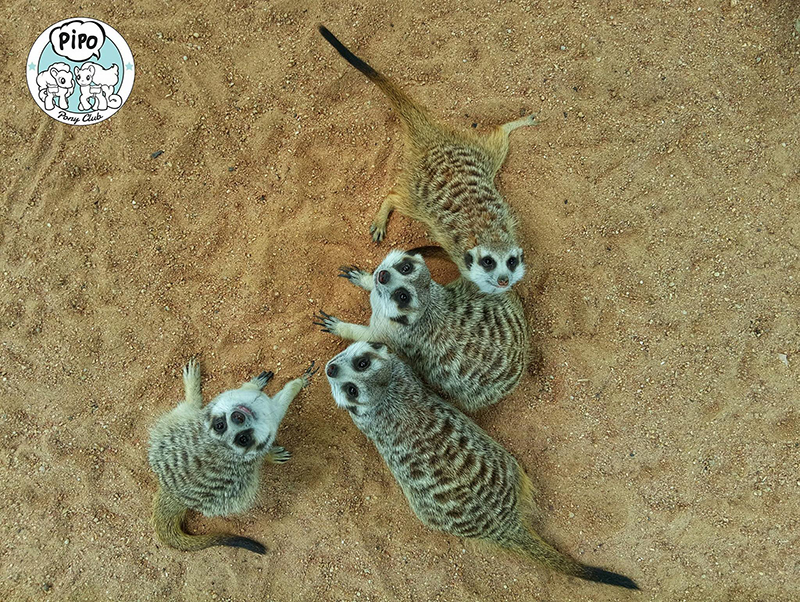 พัทยา, top 19+ ที่เที่ยวพัทยา 2567 ที่เที่ยวเปิดใหม่ ใกล้กรุงเทพฯ ไปเช้าเย็นกลับได้