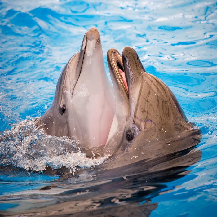 พัทยา, top 19+ ที่เที่ยวพัทยา 2567 ที่เที่ยวเปิดใหม่ ใกล้กรุงเทพฯ ไปเช้าเย็นกลับได้