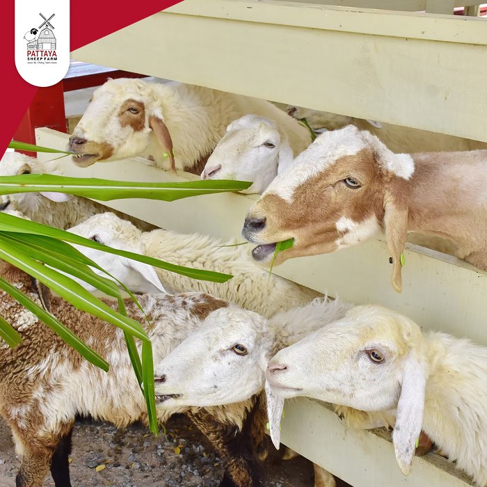 พัทยา, top 19+ ที่เที่ยวพัทยา 2567 ที่เที่ยวเปิดใหม่ ใกล้กรุงเทพฯ ไปเช้าเย็นกลับได้