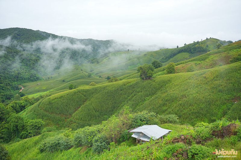 ที่พักแพร่, ไร่ลุงรอน, เที่ยวแพร่, ไร่ลุงลอน ที่พักแพร่ริมถนนลอยฟ้า วิวเขาสวยสุดๆ