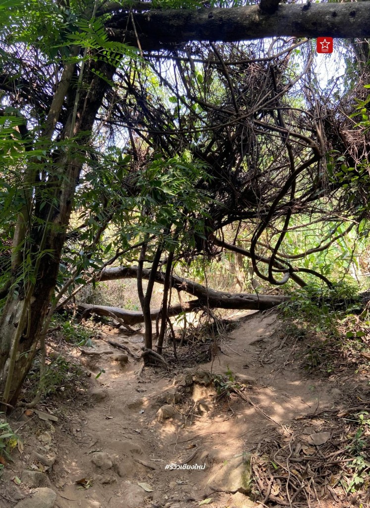 monk’s trail, reviewchiangmai, ดอยสุเทพ, รีวิวเชียงใหม่, วัดผาลาด, วิ่งเทรลเชียงใหม่, เดินป่าเชียงใหม่, เดินเขาเชียงใหม่, เดินป่าเชียงใหม่ พาเที่ยววัดผาลาด – ดอยสุเทพ เส้นทางศึกษาธรรมชาติ