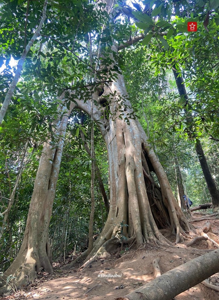 monk’s trail, reviewchiangmai, ดอยสุเทพ, รีวิวเชียงใหม่, วัดผาลาด, วิ่งเทรลเชียงใหม่, เดินป่าเชียงใหม่, เดินเขาเชียงใหม่, เดินป่าเชียงใหม่ พาเที่ยววัดผาลาด – ดอยสุเทพ เส้นทางศึกษาธรรมชาติ