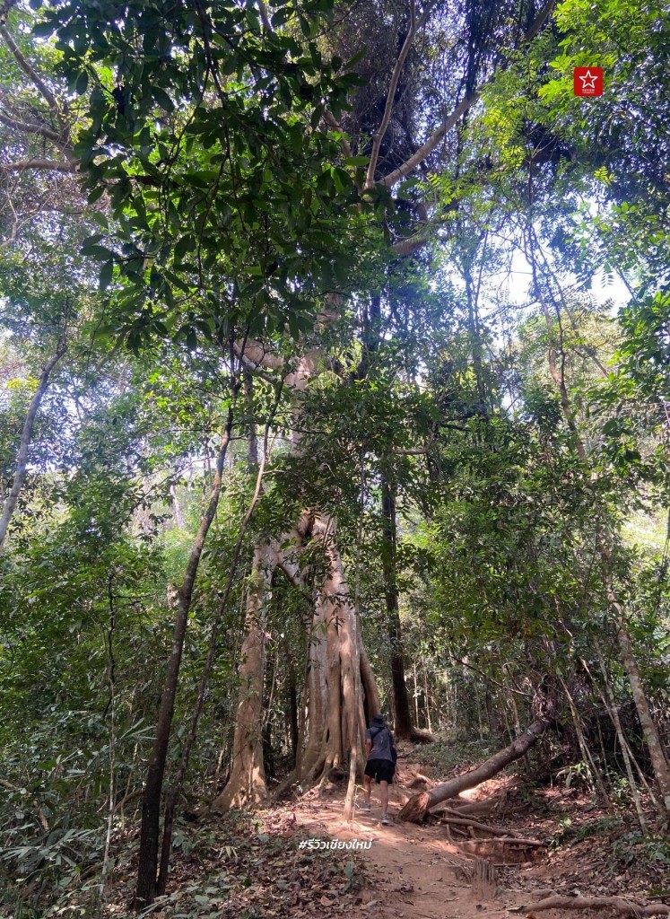 monk’s trail, reviewchiangmai, ดอยสุเทพ, รีวิวเชียงใหม่, วัดผาลาด, วิ่งเทรลเชียงใหม่, เดินป่าเชียงใหม่, เดินเขาเชียงใหม่, เดินป่าเชียงใหม่ พาเที่ยววัดผาลาด – ดอยสุเทพ เส้นทางศึกษาธรรมชาติ