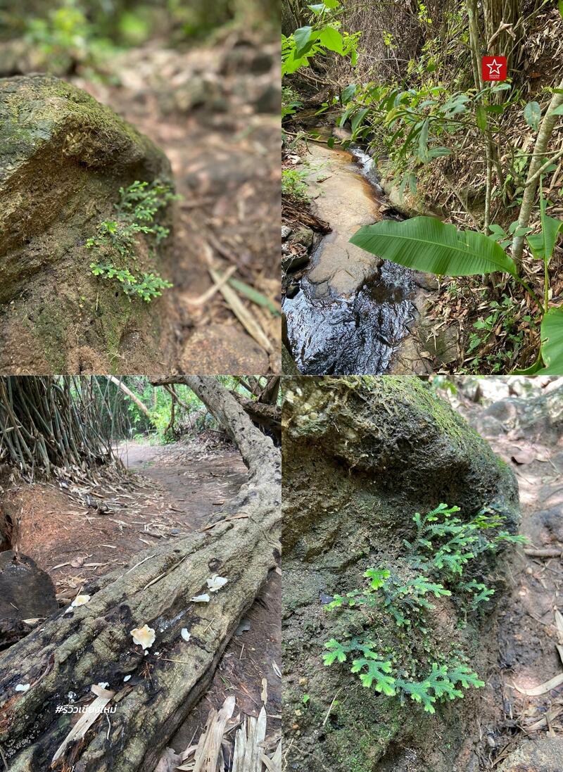 monk’s trail, reviewchiangmai, ดอยสุเทพ, รีวิวเชียงใหม่, วัดผาลาด, วิ่งเทรลเชียงใหม่, เดินป่าเชียงใหม่, เดินเขาเชียงใหม่, เดินป่าเชียงใหม่ พาเที่ยววัดผาลาด – ดอยสุเทพ เส้นทางศึกษาธรรมชาติ