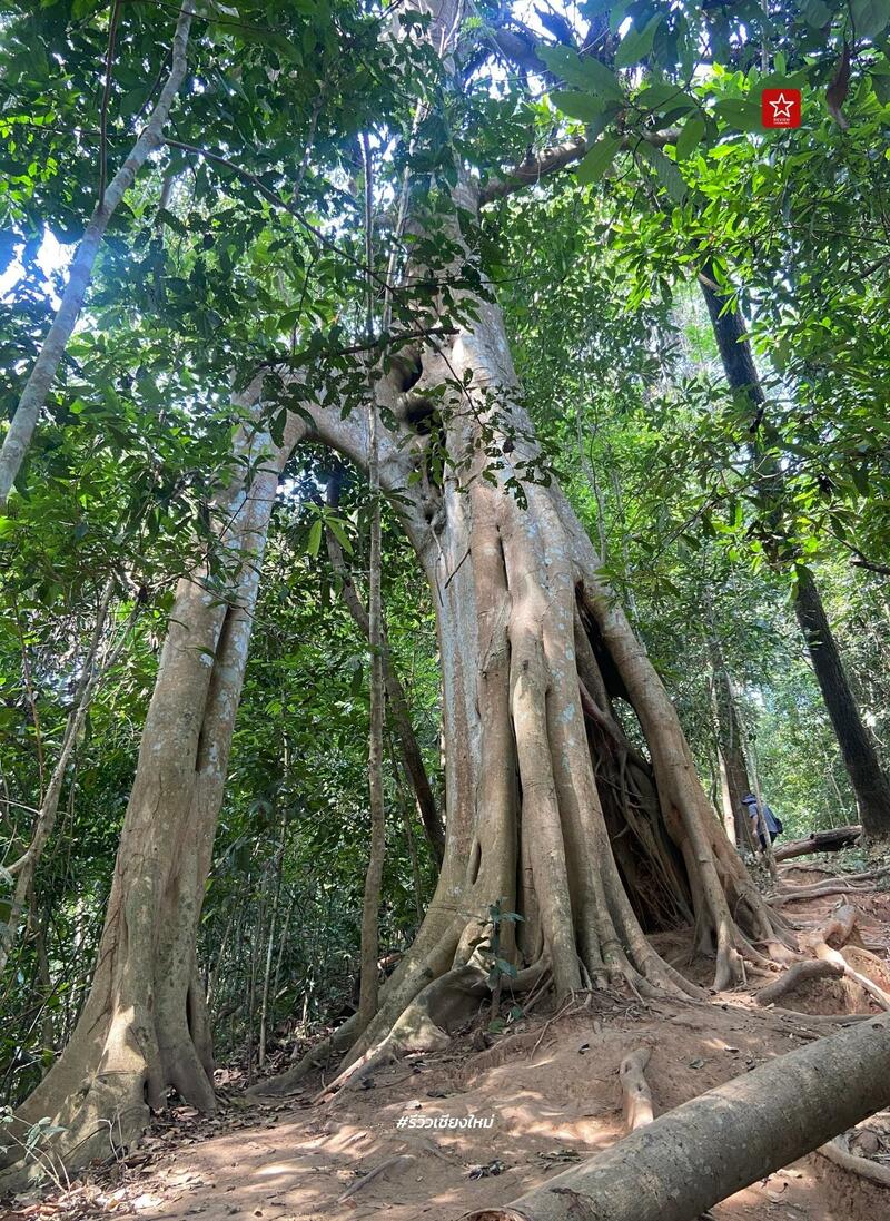 monk’s trail, reviewchiangmai, ดอยสุเทพ, รีวิวเชียงใหม่, วัดผาลาด, วิ่งเทรลเชียงใหม่, เดินป่าเชียงใหม่, เดินเขาเชียงใหม่, เดินป่าเชียงใหม่ พาเที่ยววัดผาลาด – ดอยสุเทพ เส้นทางศึกษาธรรมชาติ