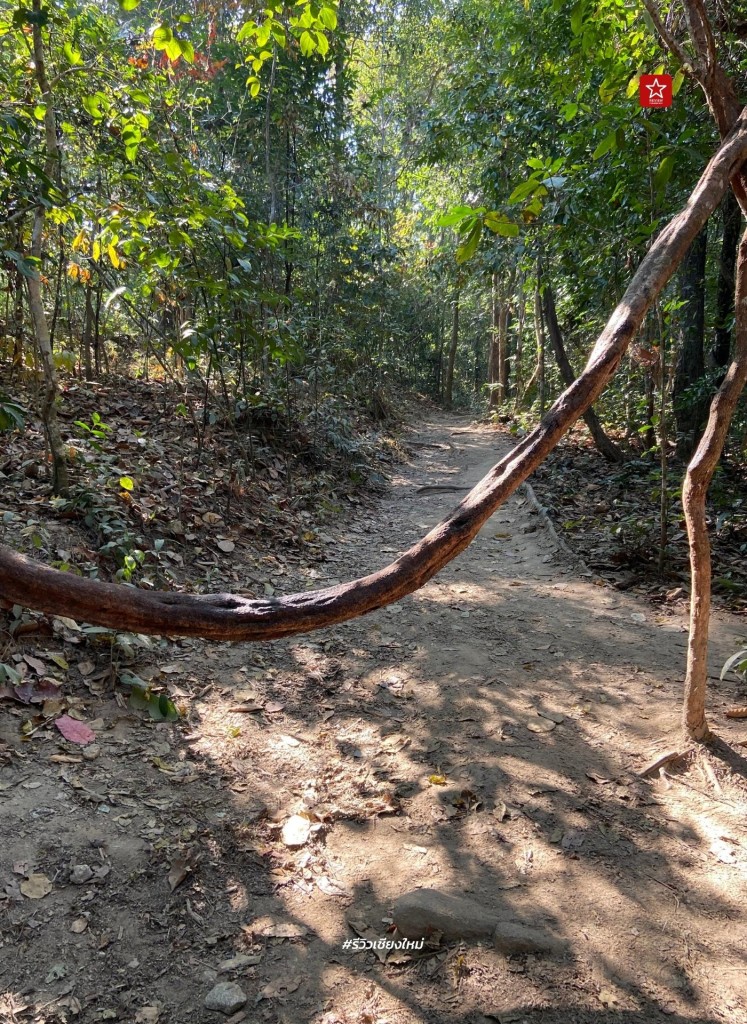 monk’s trail, reviewchiangmai, ดอยสุเทพ, รีวิวเชียงใหม่, วัดผาลาด, วิ่งเทรลเชียงใหม่, เดินป่าเชียงใหม่, เดินเขาเชียงใหม่, เดินป่าเชียงใหม่ พาเที่ยววัดผาลาด – ดอยสุเทพ เส้นทางศึกษาธรรมชาติ