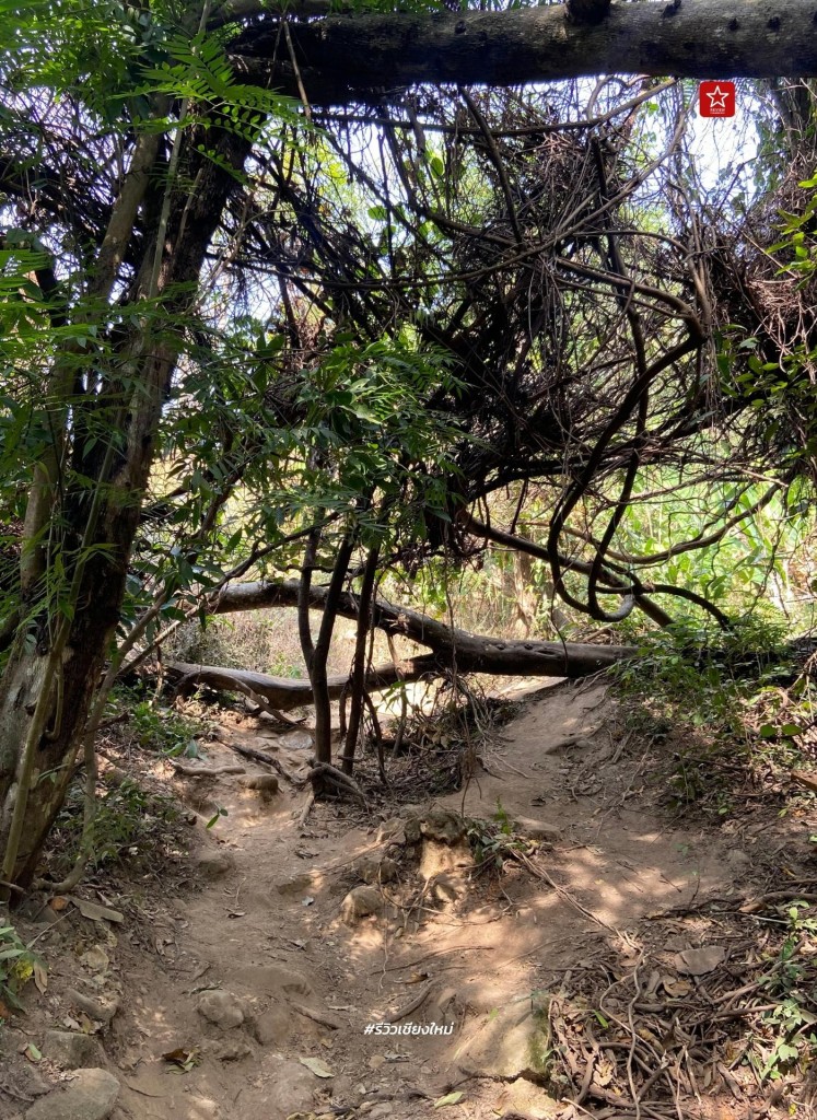 monk’s trail, reviewchiangmai, ดอยสุเทพ, รีวิวเชียงใหม่, วัดผาลาด, วิ่งเทรลเชียงใหม่, เดินป่าเชียงใหม่, เดินเขาเชียงใหม่, เดินป่าเชียงใหม่ พาเที่ยววัดผาลาด – ดอยสุเทพ เส้นทางศึกษาธรรมชาติ